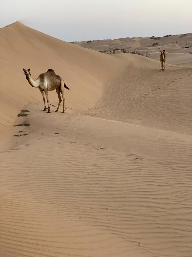 Golden Palm Oasis Ξενοδοχείο Fulayj al Masha'ikh Εξωτερικό φωτογραφία
