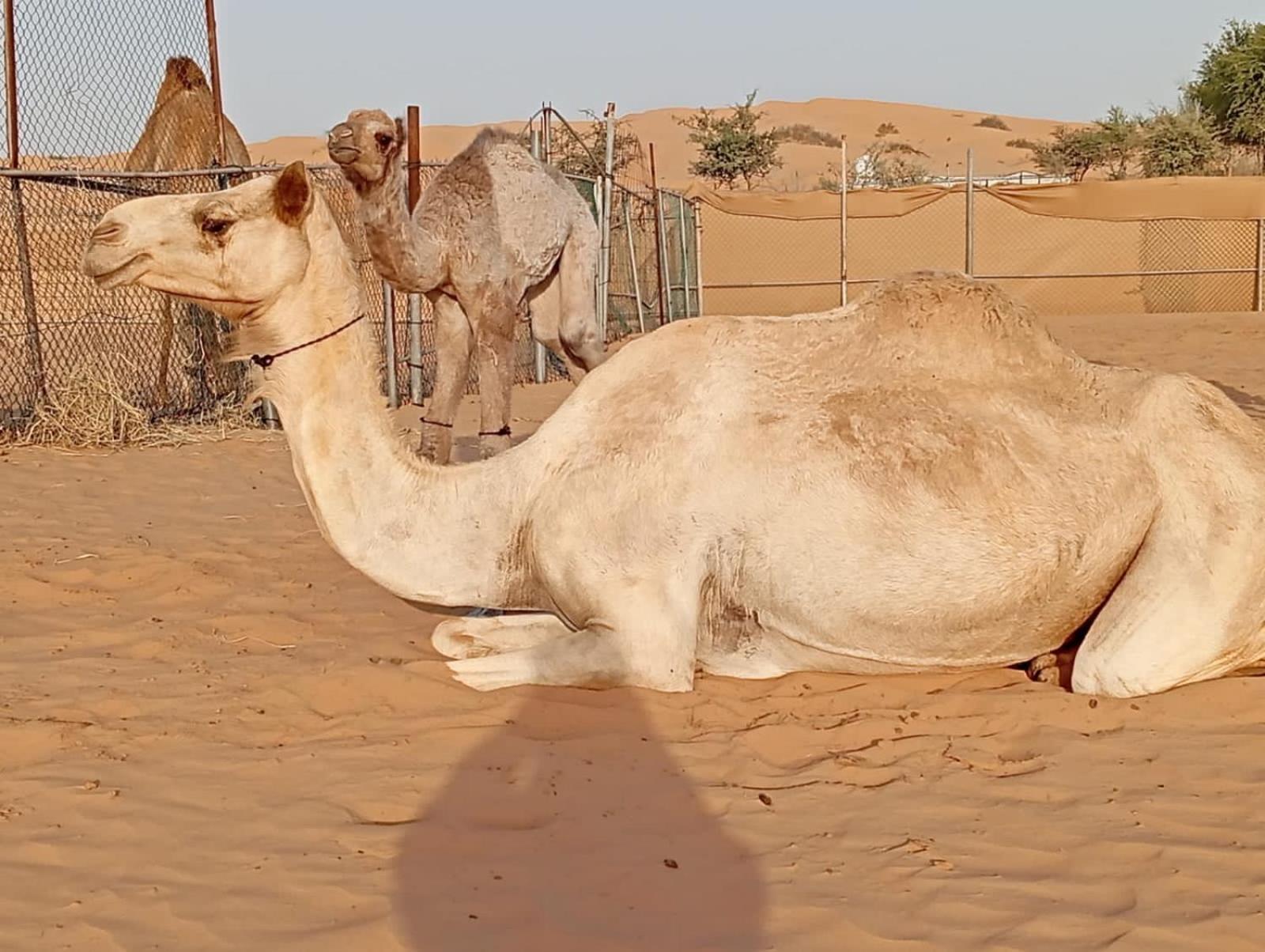 Golden Palm Oasis Ξενοδοχείο Fulayj al Masha'ikh Εξωτερικό φωτογραφία
