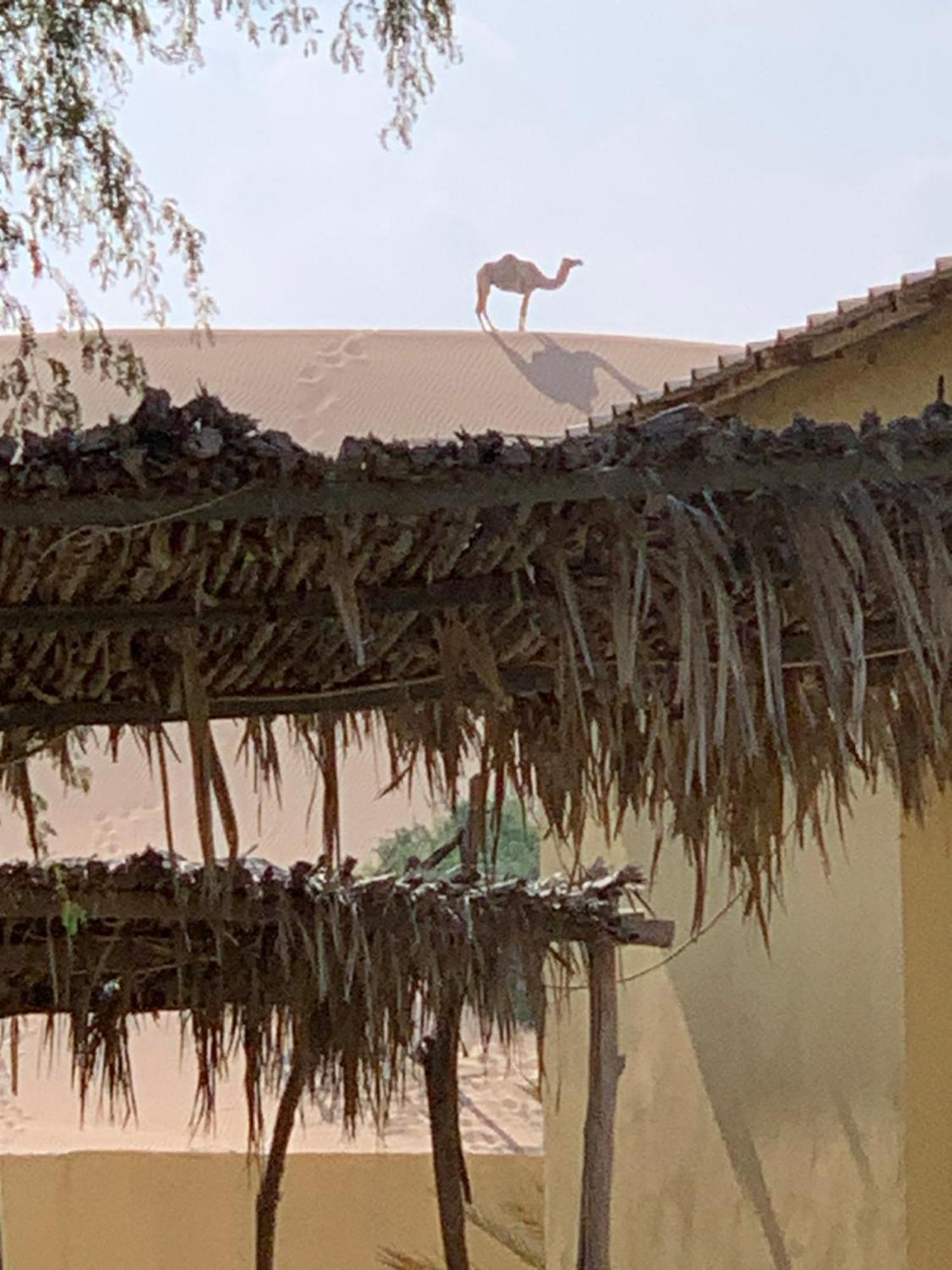 Golden Palm Oasis Ξενοδοχείο Fulayj al Masha'ikh Εξωτερικό φωτογραφία